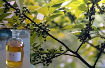 Чого бояться таргани - ефективні засоби для відлякування (відлякування) Чого бояться таргани - ефективні засоби для відлякування