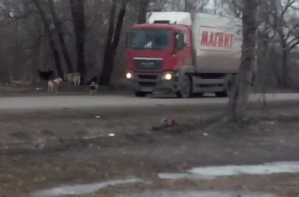 Бродячі собаки причина аварій і дтп зі смертельним результатом (бродячі) Бродячі собаки причина аварій і дтп зі смертельним результатом