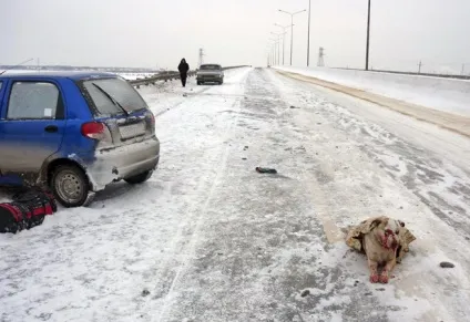 Бродячі собаки причина аварій і дтп зі смертельним результатом (причина) Бродячі собаки причина аварій і дтп зі смертельним результатом