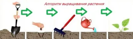 Що таке алгоритм, ти, я і інформатика