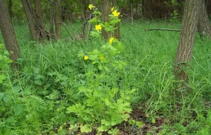 Чистотіл лікування щитовидної залози народними засобами (залози) Чистотіл лікування щитовидної залози народними засобами
