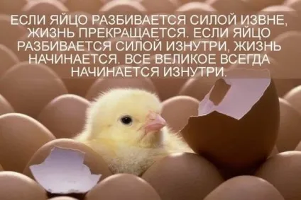 Що з'явилося раніше - яйце чи курка з'ясували вчені! (Курка) Що з'явилося раніше - яйце чи курка з'ясували вчені!