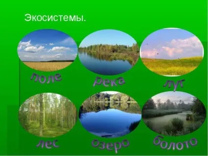Що таке біосистеми визначення та види - цвях! (Види) Що таке біосистеми визначення та види - цвях!