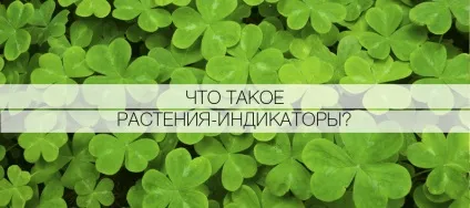 Що таке рослини
