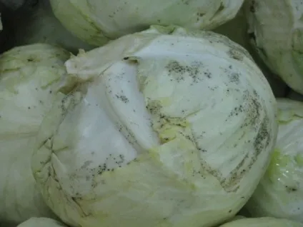 Що за чорні дрібні точки з'являються всередині капусти (продукти) Що за чорні дрібні точки з'являються всередині капусти