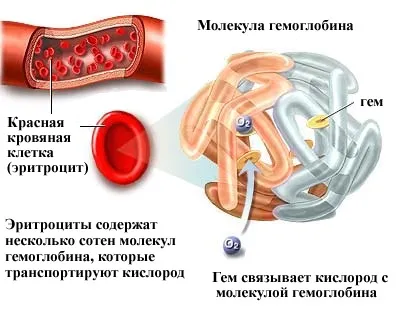 Дієта при підвищеному гемоглобіні харчування, меню, що їсти (харчування) Дієта при підвищеному гемоглобіні харчування, меню, що їсти