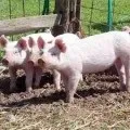 ремонтна свинка