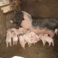 ремонтна свинка