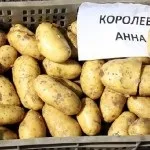 Рецепти страв з картоплею на сковорідці, картофан (страв) Рецепти страв з картоплею на сковорідці, картофан