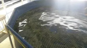 Рекомендації по розведенню осетра в домашніх умовах розмноження, зміст і годування (умовах) Рекомендації по розведенню осетра в домашніх умовах розмноження, зміст і годування