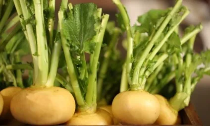 Ріпа корисні властивості, харчова цінність і протипоказання продукту