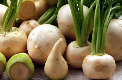 Ріпа корисні властивості, харчова цінність і протипоказання продукту