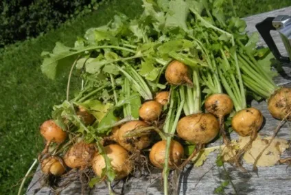 Ріпа корисні властивості, харчова цінність і протипоказання продукту