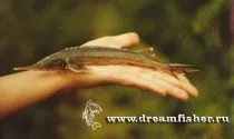 Dreamfisher-все про рибалку-опис риб-стерлядь (особливості риболовлі) Dreamfisher-все про рибалку-опис риб-стерлядь