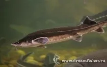 Dreamfisher-все про рибалку-опис риб-стерлядь (зимова риболовля) Dreamfisher-все про рибалку-опис риб-стерлядь