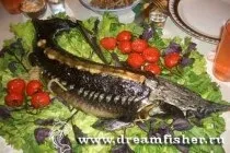 Dreamfisher-все про рибалку-опис риб-стерлядь (рибалка форум) Dreamfisher-все про рибалку-опис риб-стерлядь