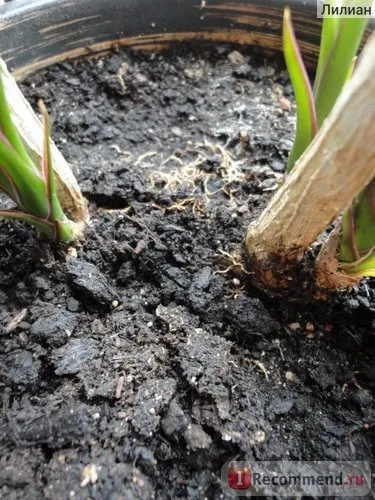 Драцена dracaena marginata - «що я з нею зробила! Або такого дерева більше ні у кого немає (є (драцена) Драцена dracaena marginata - «що я з нею зробила! Або такого дерева більше ні у кого немає (є