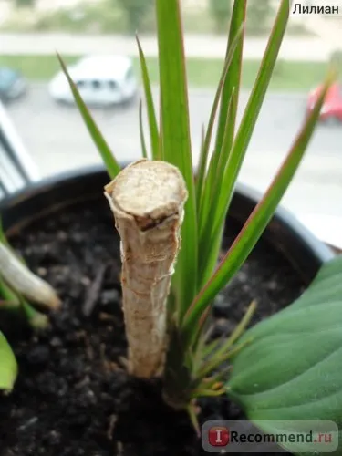 Драцена dracaena marginata - «що я з нею зробила! Або такого дерева більше ні у кого немає (є (marginata) Драцена dracaena marginata - «що я з нею зробила! Або такого дерева більше ні у кого немає (є