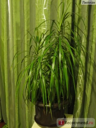 Драцена dracaena marginata - «що я з нею зробила! Або такого дерева більше ні у кого немає (є (зробила) Драцена dracaena marginata - «що я з нею зробила! Або такого дерева більше ні у кого немає (є