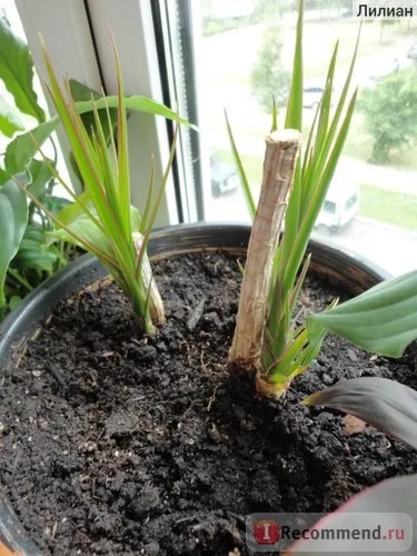 Драцена dracaena marginata - «що я з нею зробила! Або такого дерева більше ні у кого немає (є (драцена) Драцена dracaena marginata - «що я з нею зробила! Або такого дерева більше ні у кого немає (є