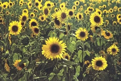Думаєш, звичайна фотографія збільш - з глузду з'їхати можна!