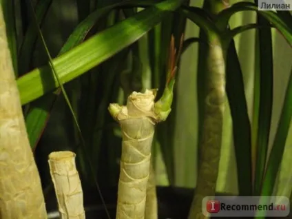 Драцена dracaena marginata - «що я з нею зробила! Або такого дерева більше ні у кого немає (є (драцена) Драцена dracaena marginata - «що я з нею зробила! Або такого дерева більше ні у кого немає (є