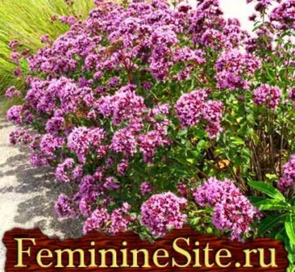 Материнка, орегано, ефірну олію - властивості, застосування, протипоказання (масло) Материнка, орегано, ефірну олію - властивості, застосування, протипоказання