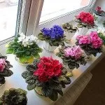 Фізаліс у вас вдома