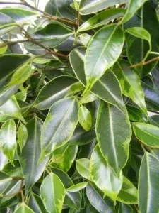 Фікус анастасія (ficus anastasia) догляд, розмноження і пересадка (anastasia) Фікус анастасія (ficus anastasia) догляд, розмноження і пересадка
