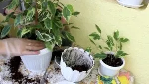 Фікус Бенджаміна догляд в домашніх умовах за найбільш затребуваними сортами (домашніх) Фікус Бенджаміна догляд в домашніх умовах за найбільш затребуваними сортами