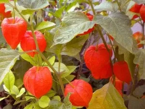 Фізаліс у вас вдома