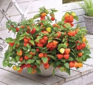 Фізаліс у вас вдома