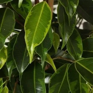 Фікус анастасія (ficus anastasia) догляд, розмноження і пересадка (ficus) Фікус анастасія (ficus anastasia) догляд, розмноження і пересадка