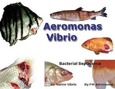 Ця маленька, злісна аеромонас - мафія betta splendens рибка півник
