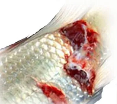 Ця маленька, злісна аеромонас - мафія betta splendens рибка півник