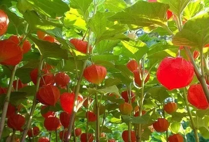 Фізаліс на підвіконні