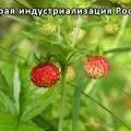 Гідротаран піднімає воду на висоту декількох десятків метрів (гідротаран) Гідротаран піднімає воду на висоту декількох десятків метрів