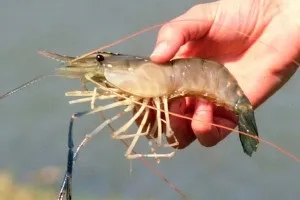 Гігантська прісноводна креветка (прісноводна креветка) Гігантська прісноводна креветка