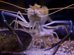 Гігантська прісноводна креветка (гігантська) Гігантська прісноводна креветка