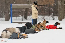 Іровка - професійна дресирування собак (правильно розуміти свою) Іровка - професійна дресирування собак