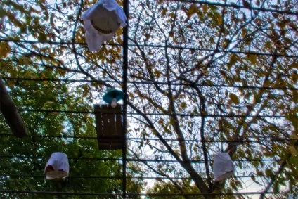 Мистецтво співати перепілкою