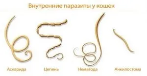 Які бувають паразити у кішок і як передаються людині (бувають) Які бувають паразити у кішок і як передаються людині