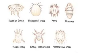 Які бувають паразити у кішок і як передаються людині (кішок) Які бувають паразити у кішок і як передаються людині