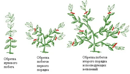 Як формувати крону лимона для отримання плодів (лимона) Як формувати крону лимона для отримання плодів