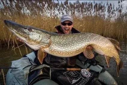 Яка найбільша щука спіймана вУкаіни і світі фото і відео (сама) Яка найбільша щука спіймана вУкаіни і світі фото і відео
