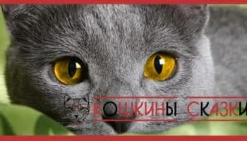 Як кішка пропала з небес (кішка) Як кішка пропала з небес