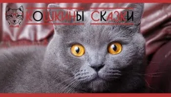 Як кішка пропала з небес (кішка) Як кішка пропала з небес