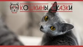 Як кішка пропала з небес (кішка) Як кішка пропала з небес