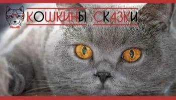 Як кішка пропала з небес (кішка) Як кішка пропала з небес