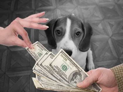 Як не потрапити в руки шахраїв, купуючи цуценя (цуценя) Як не потрапити в руки шахраїв, купуючи цуценя